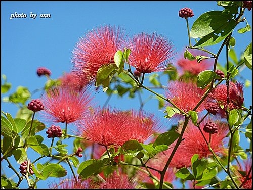 豆科-紅粉撲花07.jpg