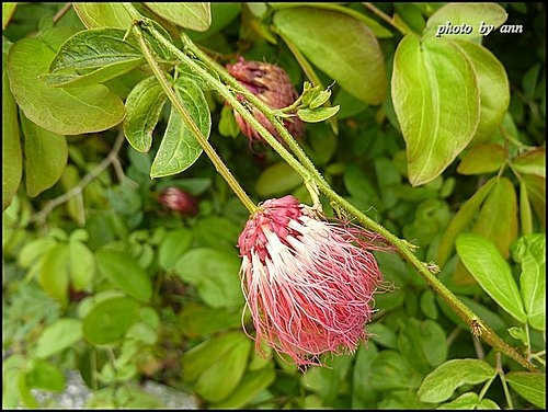 豆科-紅粉撲花14.jpg