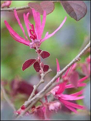 金縷梅科-紅花繼木04.jpg