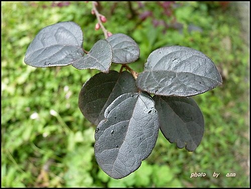 金縷梅科-紅花繼木06.jpg