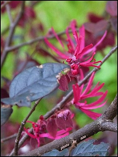 金縷梅科-紅花繼木09.jpg