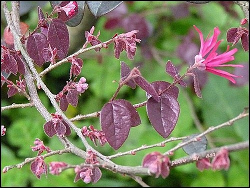 金縷梅科-紅花繼木12.jpg