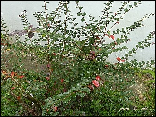 金縷梅科-紅花繼木14.jpg