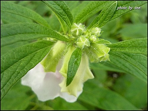 胡麻科-胡麻(芝麻)05.jpg