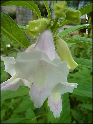 胡麻科-胡麻(芝麻)08.jpg