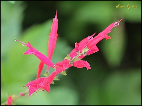 唇形科-鳳梨鼠尾草04.jpg