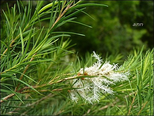 桃金孃科-澳洲茶樹20.jpg