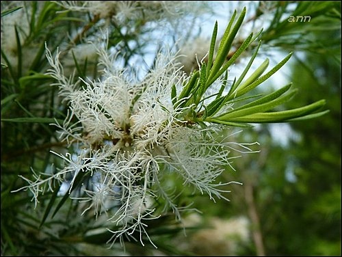 桃金孃科-澳洲茶樹22.jpg