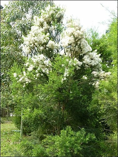 桃金孃科-澳洲茶樹26.jpg