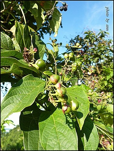 馬鞭草科-大青%26;海州常山01.jpg