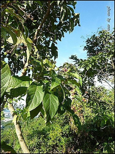 馬鞭草科-大青%26;海州常山05.jpg