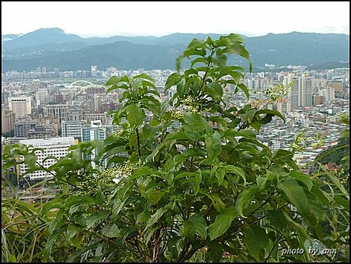 馬鞭草科-大青&海州常山10.jpg