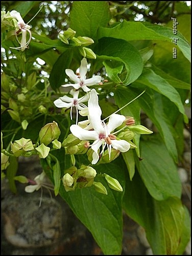 馬鞭草科-大青%26;海州常山11.jpg