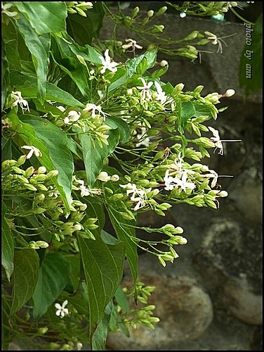 馬鞭草科-大青&海州常山13.jpg