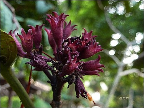 馬鞭草科-煙火樹12.jpg