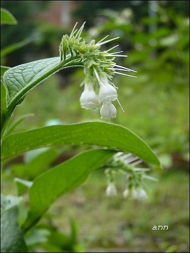 紫草科-康復力04.jpg