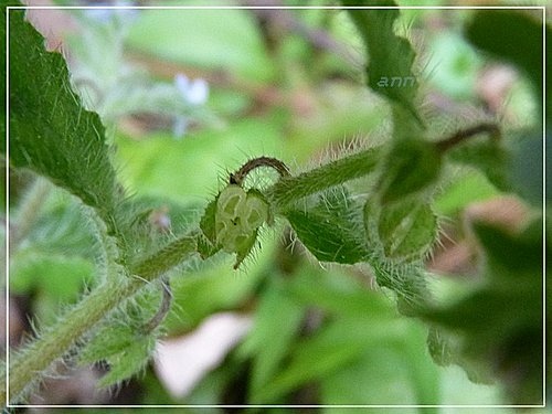 紫草科-細纍子草&盾果草18.jpg