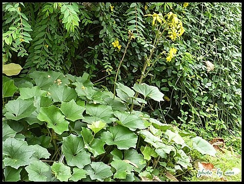 菊科-台灣山菊05.jpg