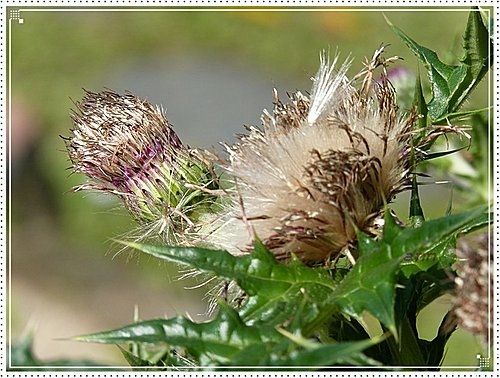 菊科-南國薊%26;藍冠菊08.jpg