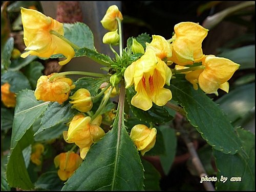 鳳仙花科-非洲鳳仙花(叢林金黃)04.jpg