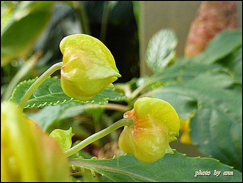 鳳仙花科-非洲鳳仙花(叢林金黃)03.jpg