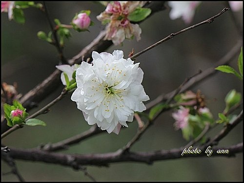 薔薇科-郁李10.jpg