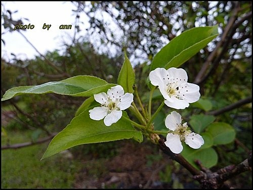 薔薇科-梨08.jpg