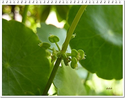 繖形花科-錢幣草(圓幣草、香菇錢、銅錢草)07.jpg