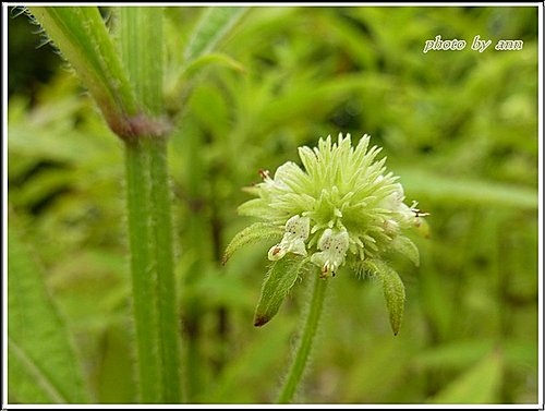 唇形花科-頭花四方骨07.jpg