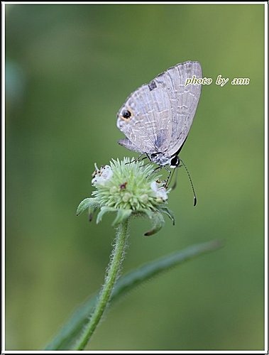 唇形花科-頭花四方骨08.jpg