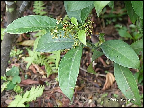 茜草科-九節木13.jpg