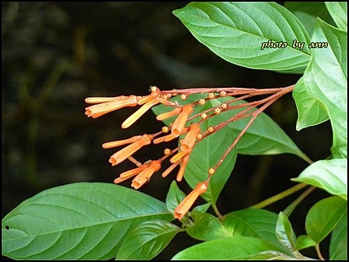 茜草科-醉嬌花10.jpg