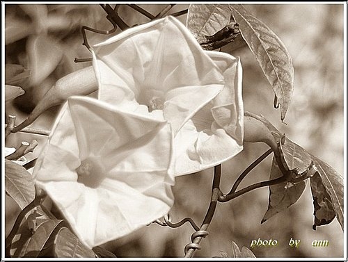 旋花科-木玫瑰15.jpg
