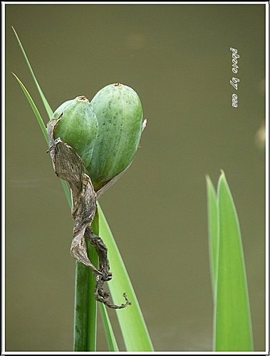 鳶尾科-燕子花17.jpg