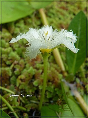 龍膽科-印度莕菜08.jpg