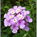 馬鞭草科-小葉馬纓丹&黃花馬纓丹06.jpg