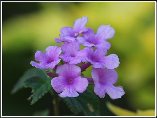 馬鞭草科-小葉馬纓丹&黃花馬纓丹03.jpg