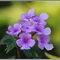 馬鞭草科-小葉馬纓丹&黃花馬纓丹03.jpg