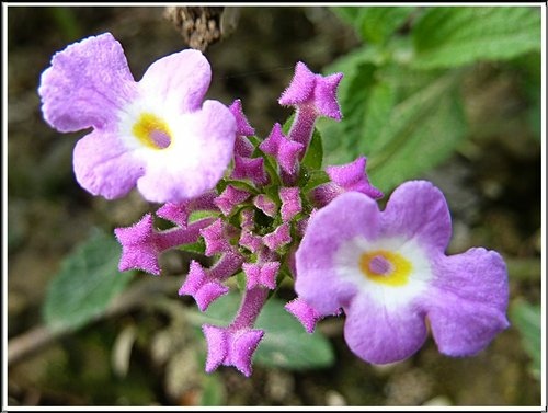 馬鞭草科-小葉馬纓丹%26;黃花馬纓丹08.jpg