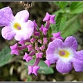馬鞭草科-小葉馬纓丹&黃花馬纓丹08.jpg