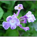 馬鞭草科-小葉馬纓丹&黃花馬纓丹10.jpg