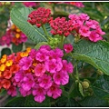 馬鞭草科-馬纓丹01.jpg