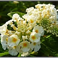 馬鞭草科-馬纓丹07.jpg