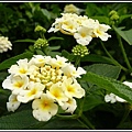 馬鞭草科-馬纓丹06.jpg