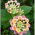 馬鞭草科-馬纓丹08.jpg