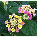 馬鞭草科-馬纓丹10.jpg