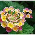 馬鞭草科-馬纓丹13.jpg