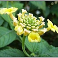 馬鞭草科-馬纓丹14.jpg