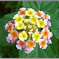馬鞭草科-馬纓丹19.jpg