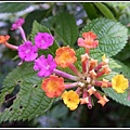 馬鞭草科-馬纓丹22.jpg